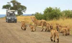 Le Kruger National Park