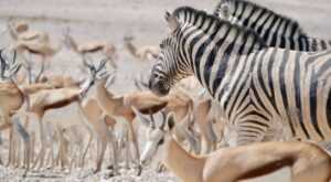 L’Etosha National Park