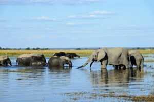 Le Chobe National Park