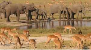 Le Hwange National Park