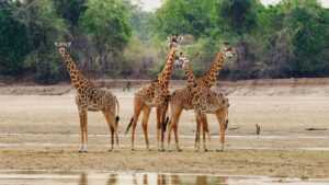 Le South Luangwa National Park