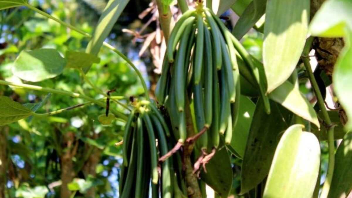 la vanille de madagascar