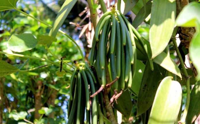 Madagascar : les acteurs de la filière vanille craignent une chute des prix