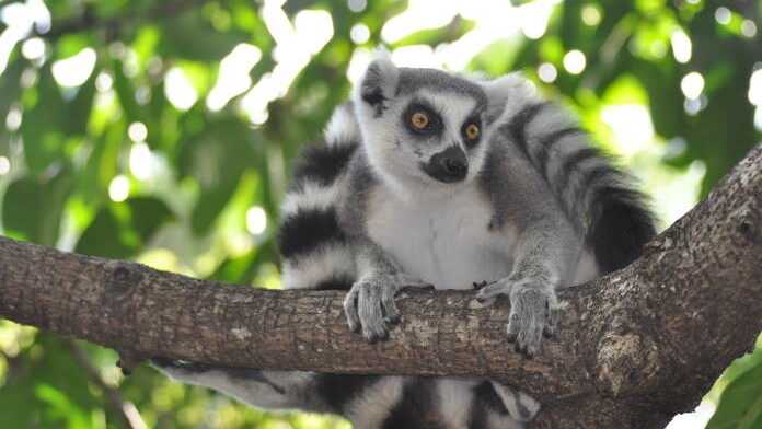 parc d'isalo Madagascar