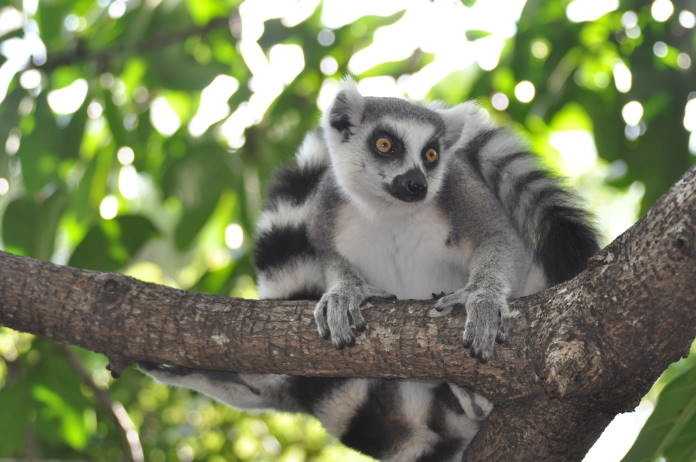 Madagascar : le National Geographic prévoit plusieurs expéditions en jet privé en 2020