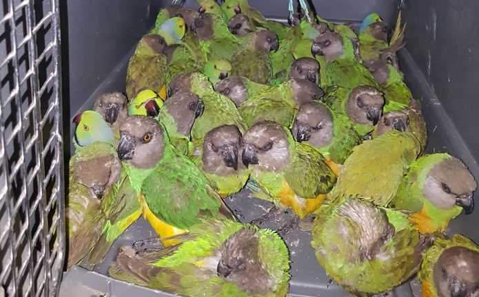 perroquets