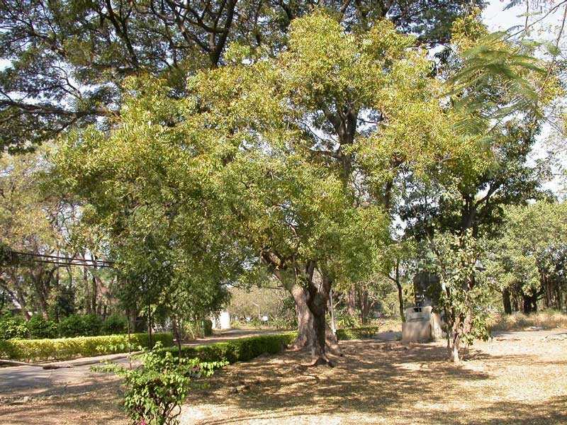 Le neem, un arbre aux mille vertus qui soigne le paludisme mais pas le Coronavirus