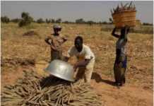 Nigeria : des prêts à taux zéro pour les acteurs de la filière agricole