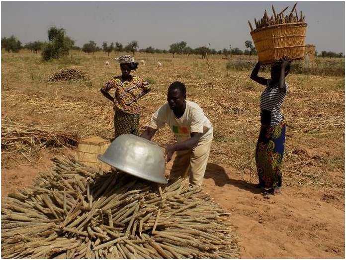 Face à la COVID-19, un plan robuste nécessaire pour sécuriser les producteurs ouest- africains