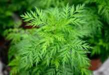 Covid-19 en Afrique : l’OMS intègre la médecine traditionnelle dans la riposte