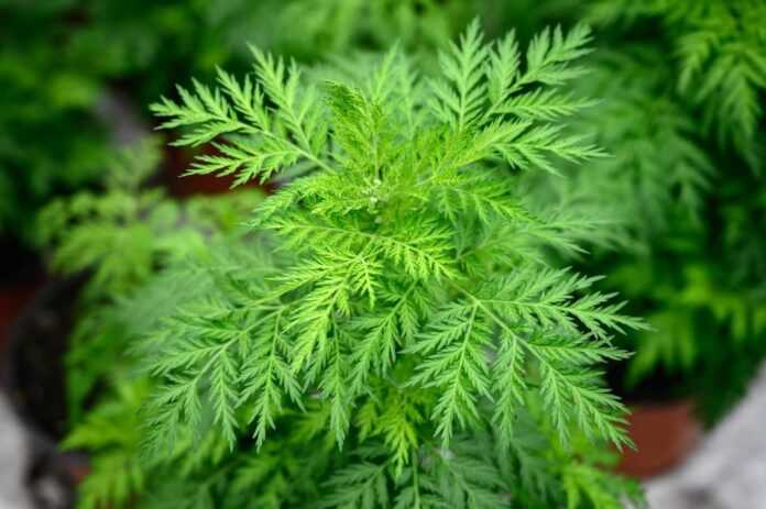 Artemisia