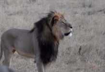 Zimbabwe : questions autour d’un lion supposé frère de Cecil