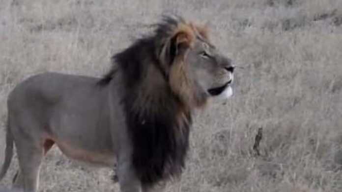 lion frere de Cecil