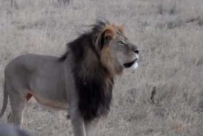 lion frere de Cecil