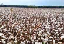 Coton
