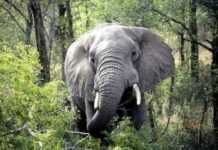 Bénin : un homme tué par des éléphants à Dunkassa