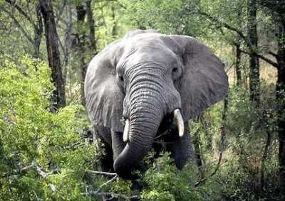 Bénin : un homme tué par des éléphants à Dunkassa