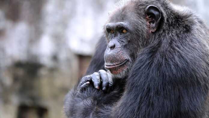 7773057154_un-chimpanze(1)