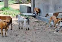Des chiens errants