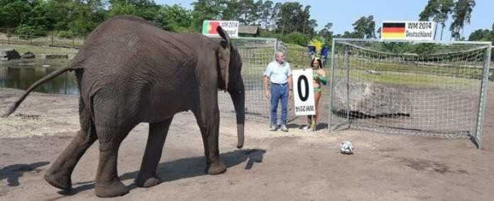 elephante foot