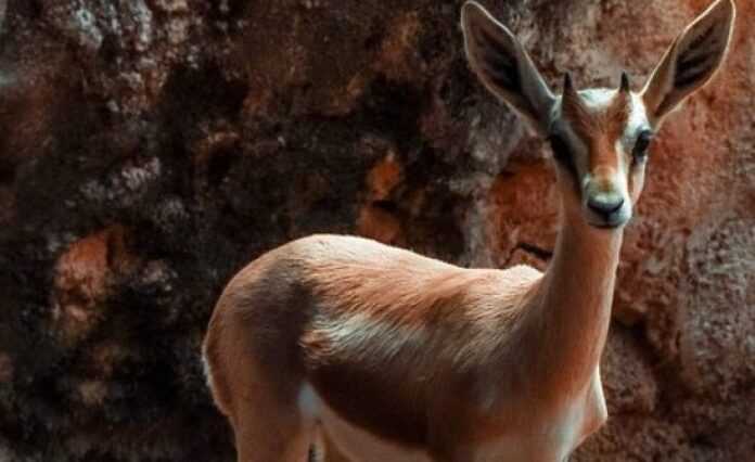 gazelle