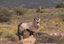 Sénégal : l’ONU saisie dans un scandale à… oryx