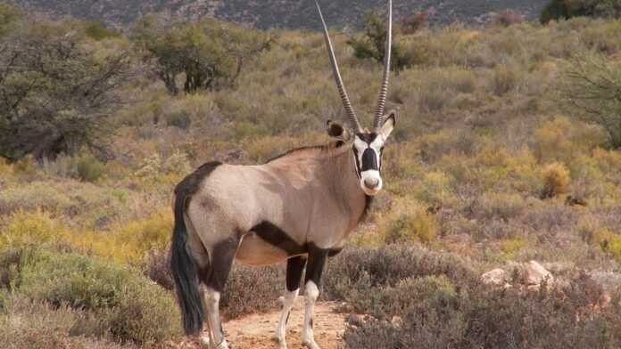 Gazelle Oryx