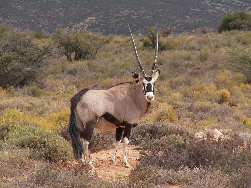 Polémique au Sénégal après le transfert mortel de deux gazelles Oryx dans la ferme du ministre de l'Environnement
