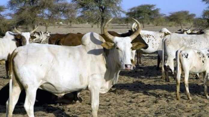 NIGERIA VACHES OFFERTES