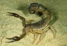 Maroc : des scorpions tuent huit personnes à Marrakech-Safi