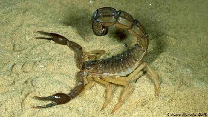 Scorpion