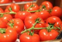 Maroc : les prix du carburant et de la tomate flambent Tomates