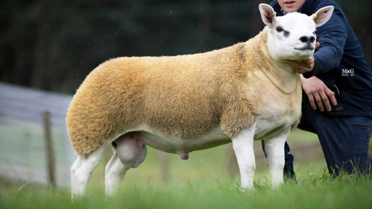 «Diamond», le mouton le plus cher du monde acheté à 490 000 dollars