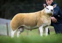 «Diamond», le mouton le plus cher du monde acheté à 490 000 dollars «Diamond», le mouton le plus cher du monde acheté à 490 000 dollars