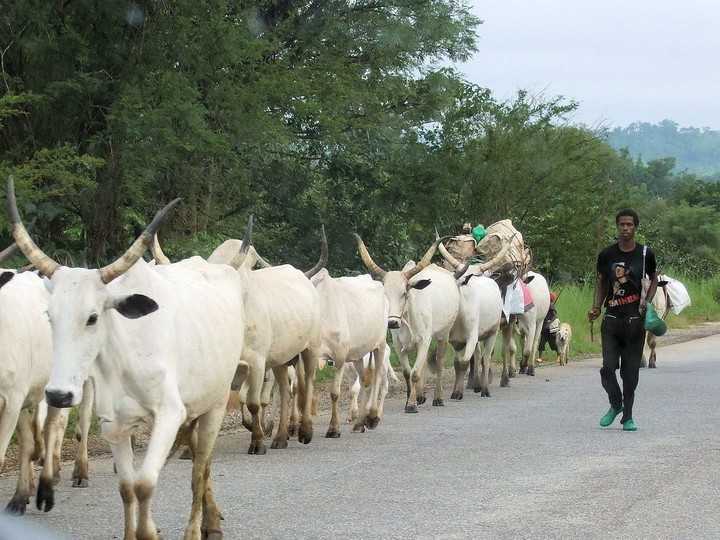 Nigeria : les bergers sommés de se déplacer avec une pièce d'identité