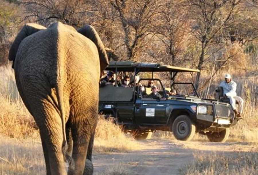 Afrique du Sud : le Covid-19 met le Tourisme KO, la réserve animalière de Dinokeng innove