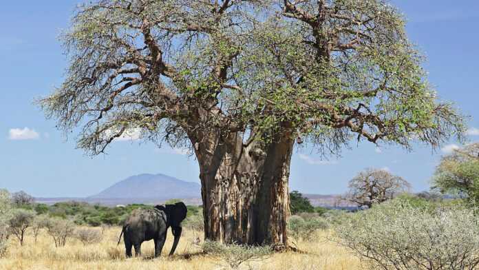 Baobab