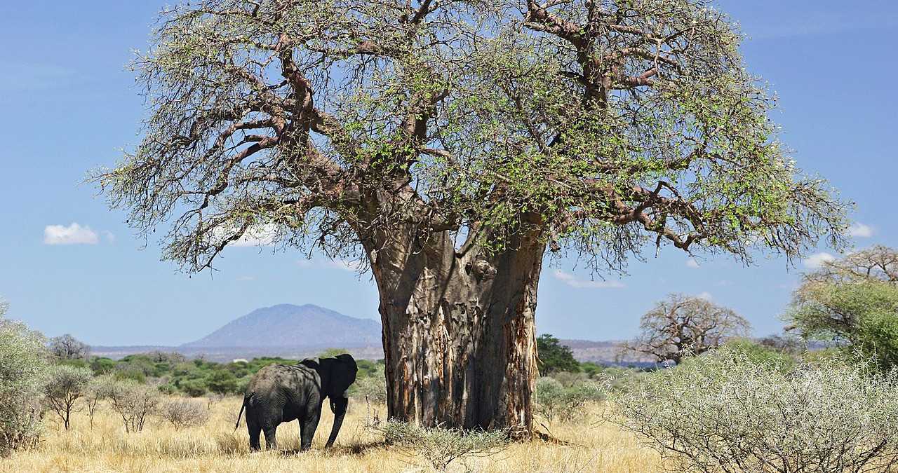 La France a une part d'Afrique en elle