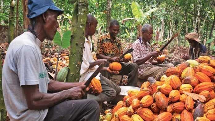 Cacao-les-chocolatiers-de-nouveau-dans-le-viseur-de-la-Côte-dIvoire-et-du-Ghana-