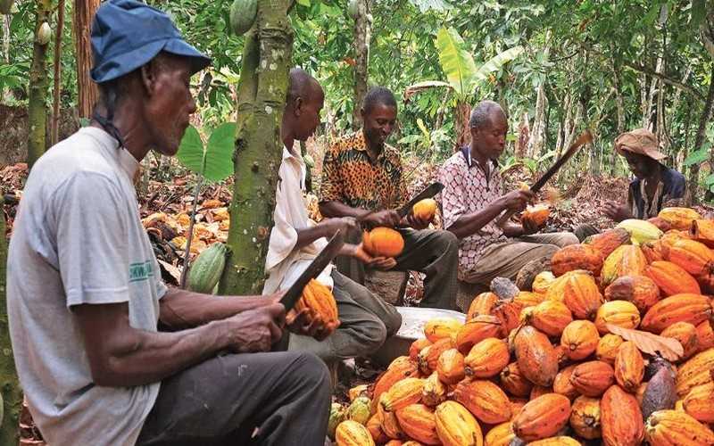 Cacao : la Côte d'Ivoire et le Ghana remportent une victoire contre Hershey