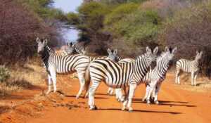 Dinokeng zebra 03