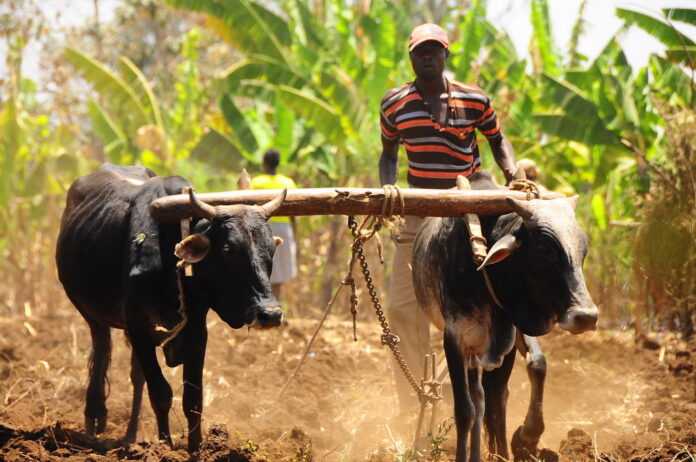 Farming