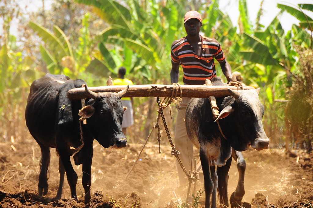 Kenya : 3 millions de personnes face à une grave pénurie alimentaire