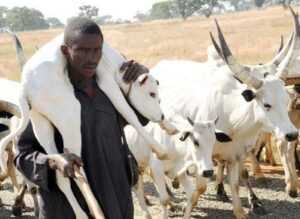 Fulani with cow