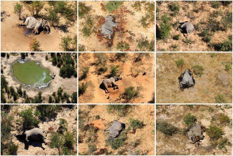 Botswana : plus de 300 éléphants tués