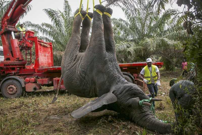 Côte d'Ivoire : «Hamed» l'éléphant sauvage bientôt de retour au zoo !