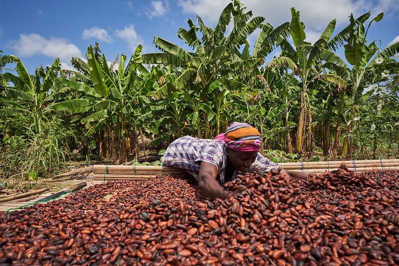 Ghana les producteurs de cacao gagneront 21 en 2021