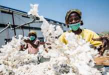 Mozambique : une subvention de 240 millions de Metical pour le secteur cotonnier