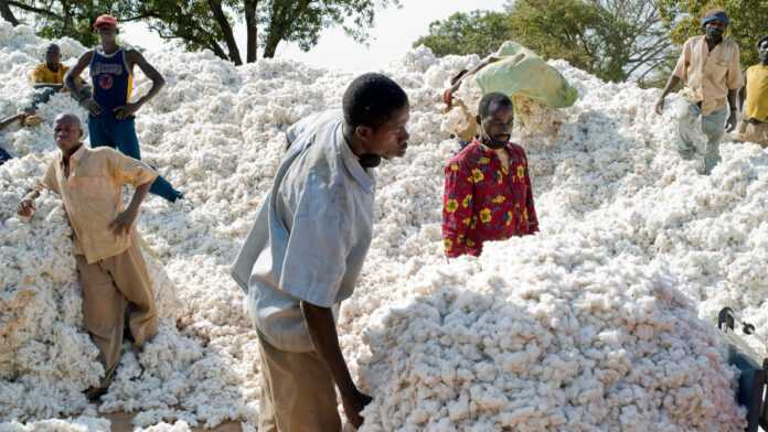 Récolte du coton