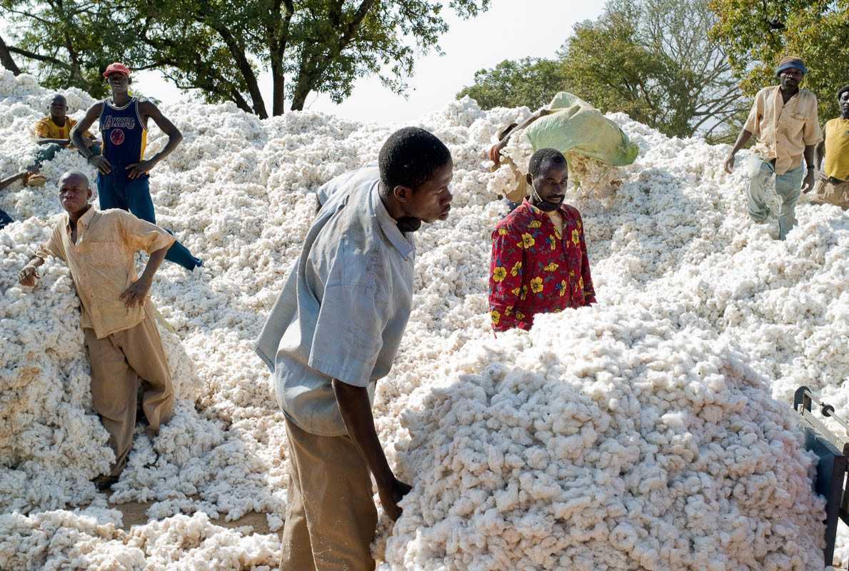 Mali : la production d'« or blanc » chute lourdement